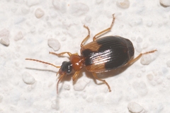 Lebia scapularis