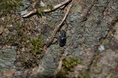 Otiorhynchus clavipes