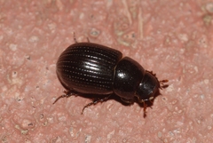 Ammoecius brevis