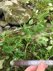 Aconitum noveboracense