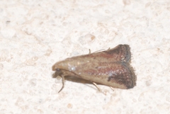 Metallostichodes nigrocyanella
