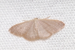 Idaea distinctaria