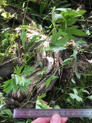 Aconitum noveboracense