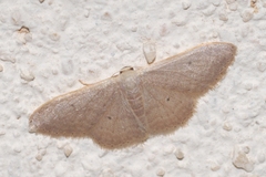 Idaea distinctaria