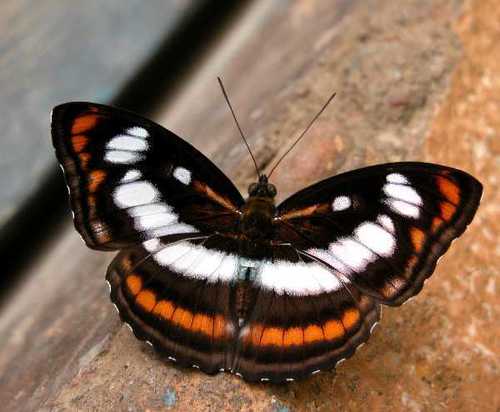 Colour Sergeant (Athyma inara) · iNaturalist