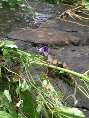 Aconitum noveboracense