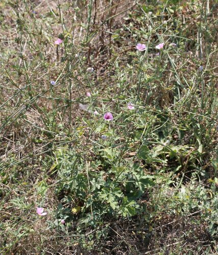 Althaea taurinensis, photograph 4