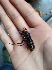 Vespa crabro oberthuri