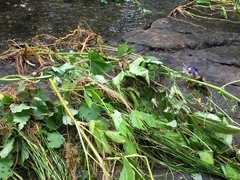 Aconitum noveboracense