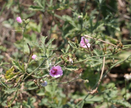 Althaea taurinensis, photograph 5