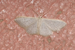 Idaea distinctaria