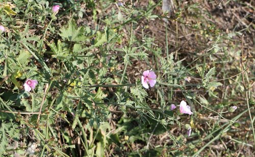 Althaea taurinensis, photograph 6