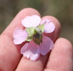 Althaea taurinensis