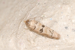 Blastesthia tessulatana