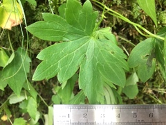 Aconitum noveboracense