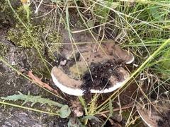 Ganoderma applanatum