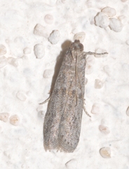 Cadra figulilella