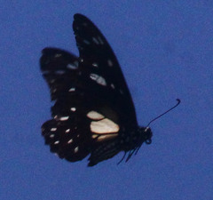 Graphium leonidas
