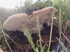 Ganoderma applanatum