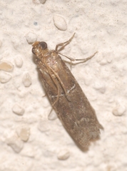 Alophia combustella