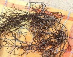 Furcellaria lumbricalis