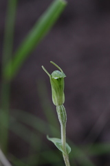 Pterostylis ectypha