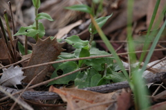 Pterostylis ectypha