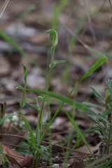 Pterostylis ectypha