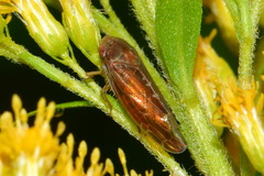 Speudotettix subfusculus