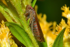 Speudotettix subfusculus