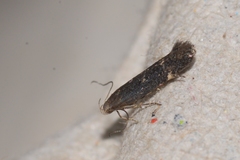 Aproaerema anthyllidella