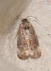Endothenia gentianaeana