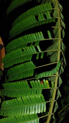 Polyura athamas