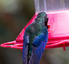 Pterophanes cyanopterus
