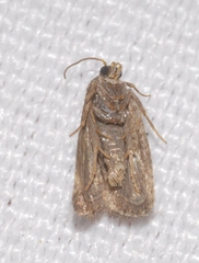 Endothenia gentianaeana