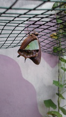 Polyura athamas