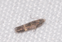 Aproaerema anthyllidella