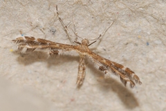 Oxyptilus distans