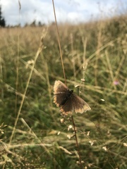 Erebia epiphron