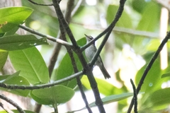 Phylloscopus borealoides