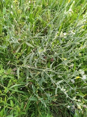 Chondrilla latifolia