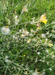 Chondrilla latifolia