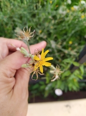 Chondrilla latifolia