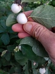 Symphoricarpos albus