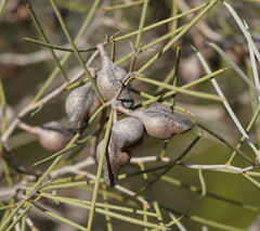 Hakea leucoptera leucoptera