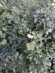 Symphoricarpos albus