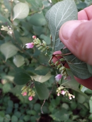Symphoricarpos albus