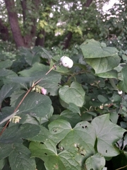 Symphoricarpos albus