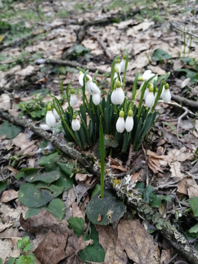 Galanthus alpinus (Galanthus alpinus)