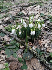 Galanthus alpinus